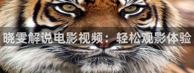 小优视频茄子视频：晓雯解说电影视频：轻松观影体验
